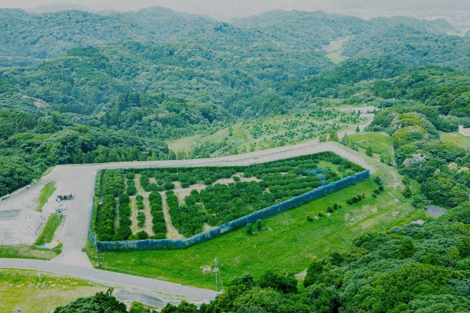 観光みかん園の造成
